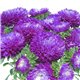 Насіння Айстри китайська Балун фіолетова на зріз
